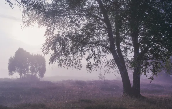 Поле, деревья, цветы, ветки, туман, поляна, утро, дымка