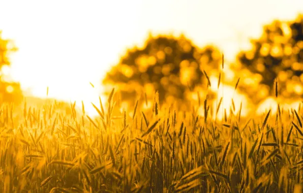 Картинка пшеница, поле, солнце, макро, природа, фон, дерево, widescreen