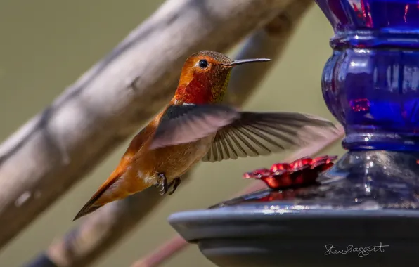 Ветки, птица, кормушка, манёвр, This Summer's Hummers