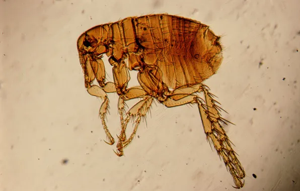 Картинка насекомые, блоха, под микроскопом