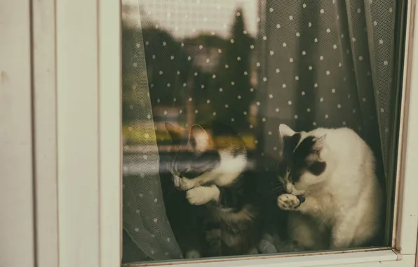 Кошка, кот, стекло, кошки, отражение, вместе, коты, лапы