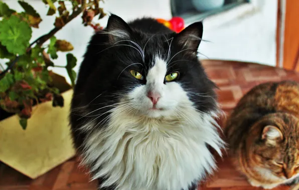 Кот, взгляд, пушистый, котэ, котя