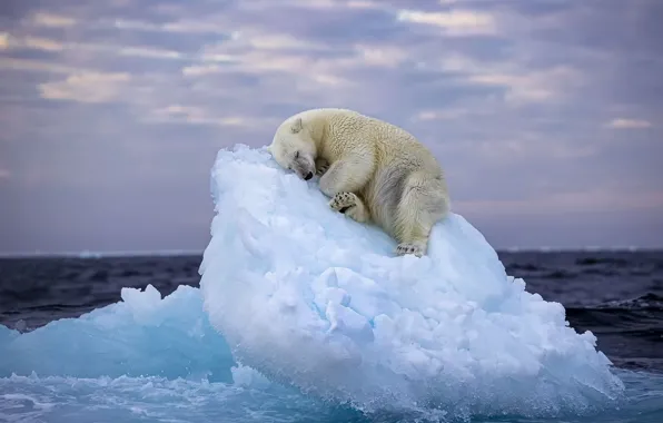 Море, лёд, медведь