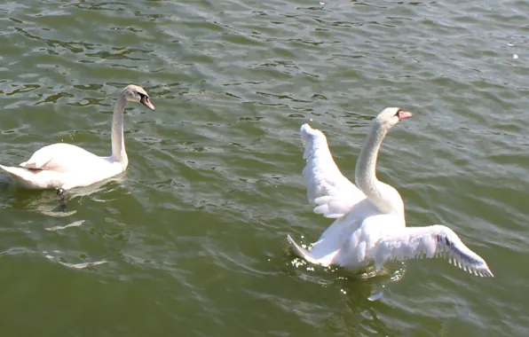 Море, вода, лебеди