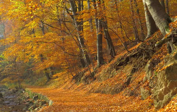 Лес, листва, тропа, Осень, forest, autumn, leaves, path