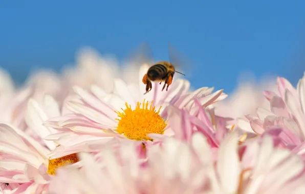 Картинка пчела, летит, задом