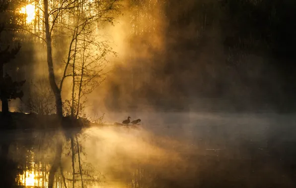 Картинка лес, деревья, птицы, туман, река, рассвет, утро
