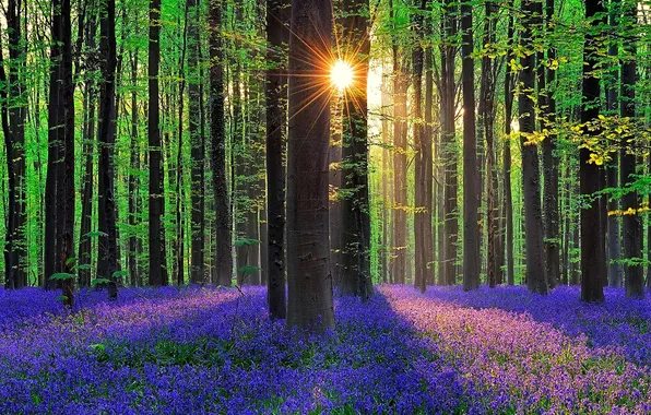 Картинка лес, трава, солнце, лучи, деревья, цветы