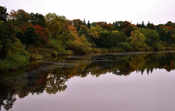 Осень, деревья, отражение, листва, Великобритания, река Клайд