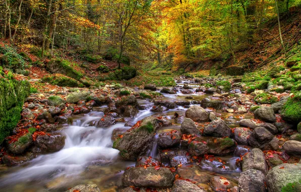 Картинка осень, лес, река, камни