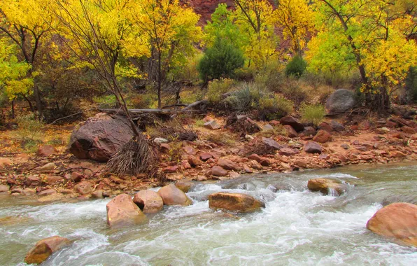Картинка осень, деревья, река, камни, поток