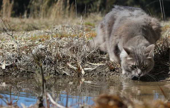 Картинка кошка, вода, серая, водоем, пьет