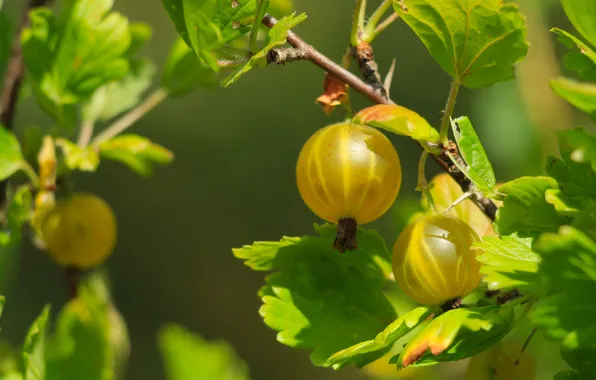 Fruit, twig, gooseberry