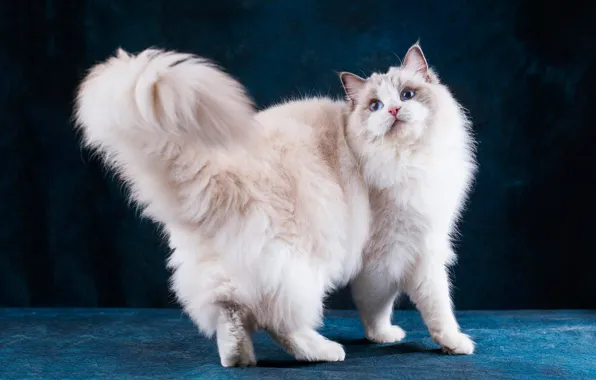 Кошка, кот, взгляд, морда, поза, темный фон, белая, стоит