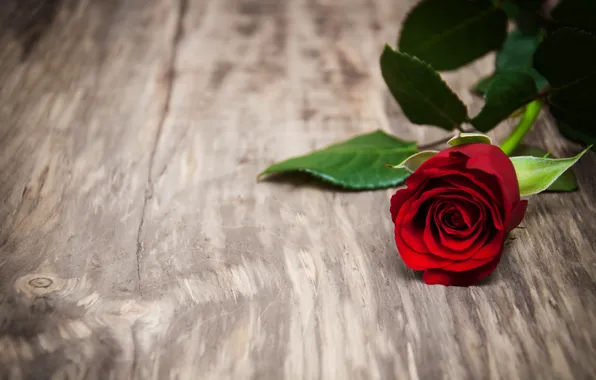 Роза, red, rose, бутоны, wood, flowers, romantic, красные розы