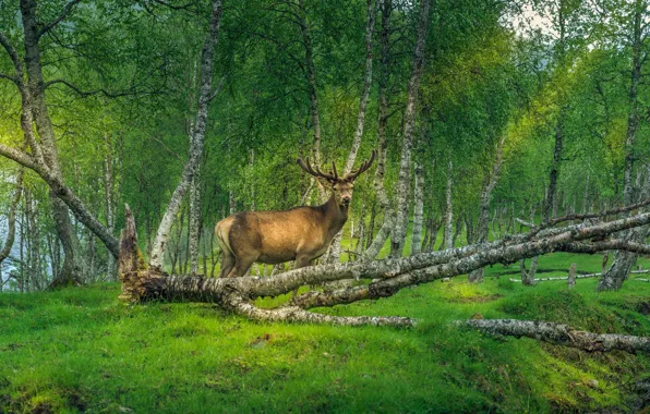 Зелень, лес, трава, свет, деревья, ветки, природа, поляна