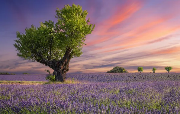 Картинка поле, закат, цветы, цветение, field, sunset, blossom, flowers