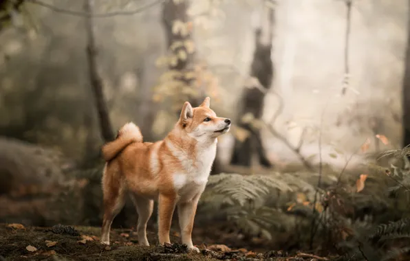 Картинка лес, собака, Сиба-ину