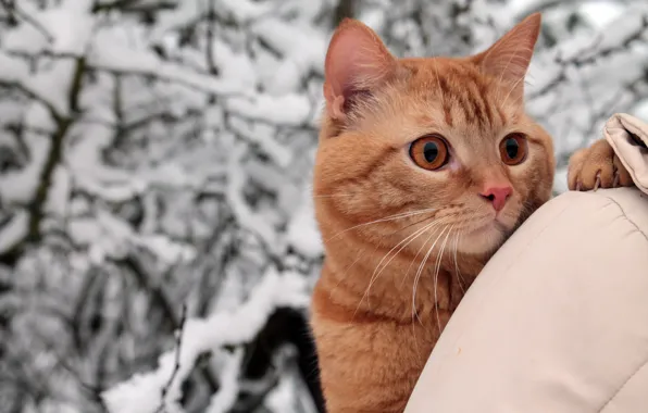 Картинка зима, кошка, кот, взгляд, снег, деревья, ветки, природа