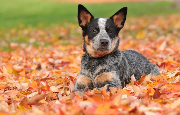 Картинка осень, листья, Австралийская пастушья собака, австралийский хилер