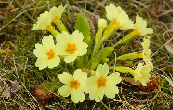 Spring, primroses, blooming
