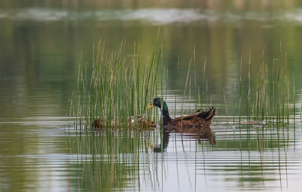 Птицы, природа, озеро, фотоохота