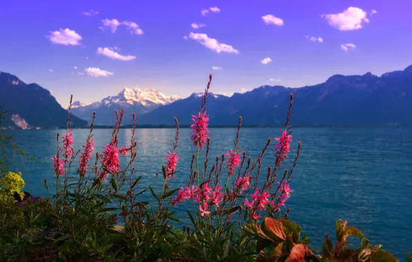 Цветы, горы, озеро