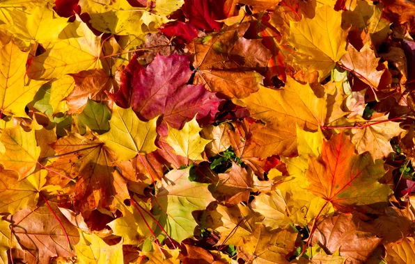 Картинка осень, листья, autumn, leaves