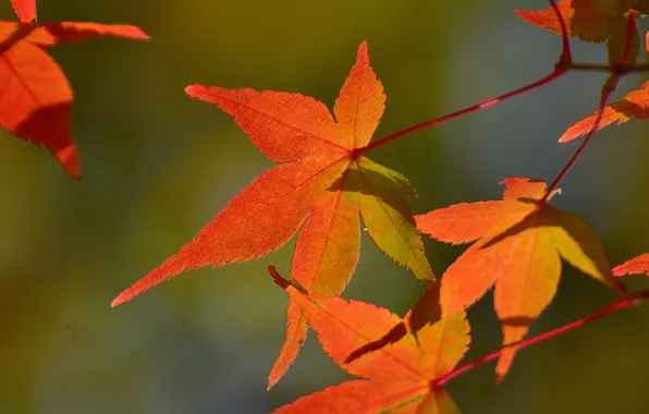 Картинка осень, листья, макро, клен, багрянец