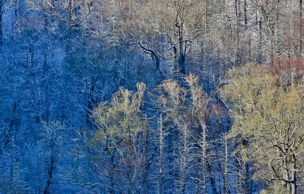 Картинка лес, деревья, краски, США, Great Smoky Mountains National Park, Newfound Gap