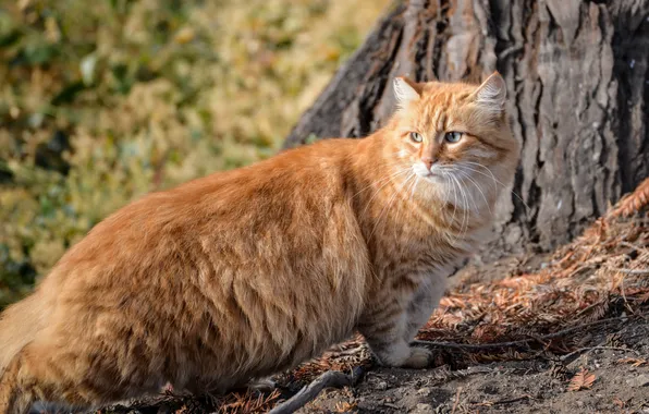 Картинка пушистый, котэ, рыжий кот