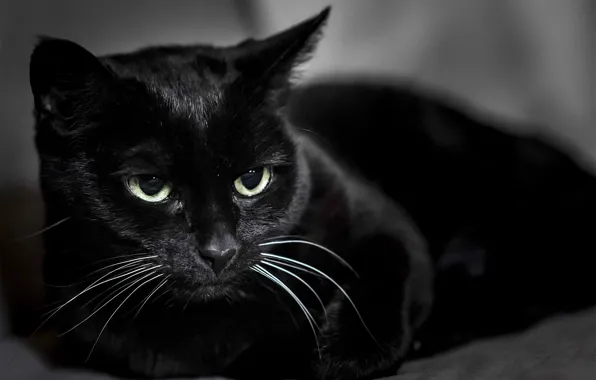 Картинка кот, черный, кошак, котяра