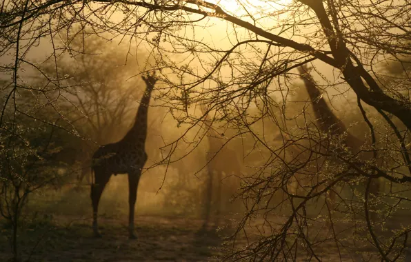 Картинка свет, туман, Деревья, жирафы