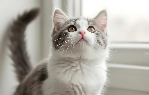 Кошка, взгляд, поза, котенок, окно, мордашка, хвостик, смотрит вверх