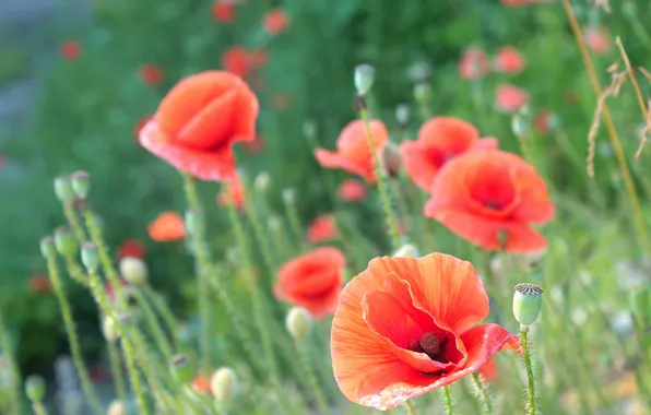 Red, flower, poppy, meadow, blooming