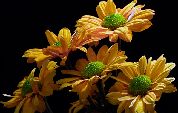 Цветы, природа, фон