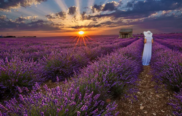 Картинка закат, женщина, шляпа, белое платье, лаванда, лавандовое поле