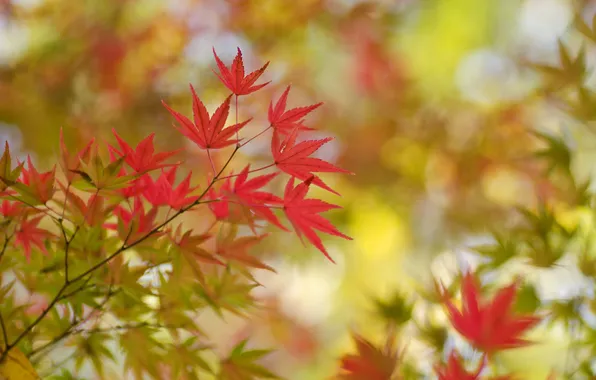 Осень, листья, ветка, клен, багрянец
