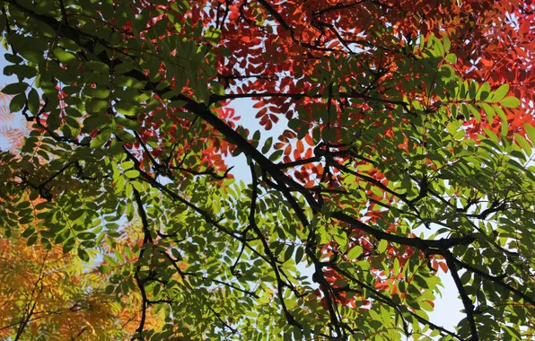 Картинка осень, листья, светофор, рябина