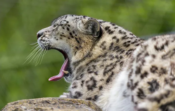 Язык, кошка, ирбис, снежный барс, зевает, ©Tambako The Jaguar