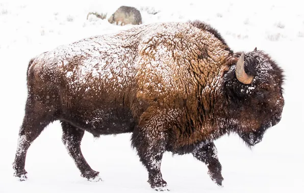 Animal, wildlife, buffalo, bison, white bisons, Plains bison