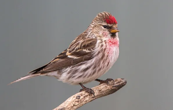 Картинка птица, клюв, хвост, чечётка