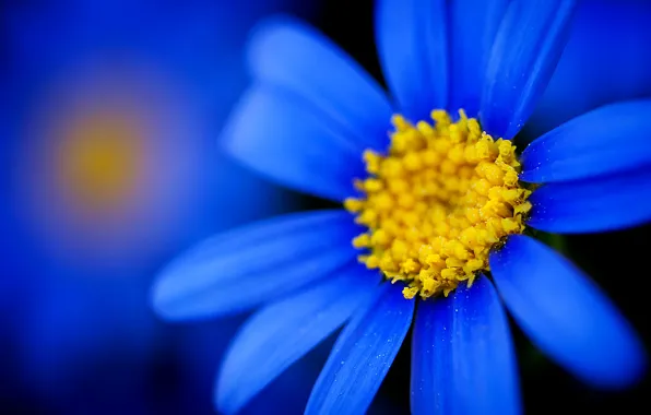 Цветы, природа, краски, лепестки