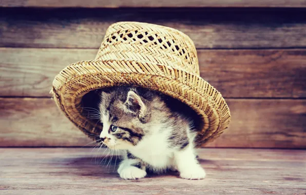 Картинка кот, котенок, доски, шляпа, милый, hat, kittens
