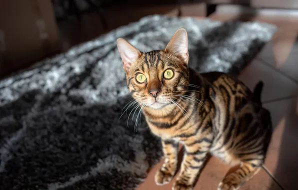 Кошка, кот, взгляд, свет, поза, комната, плитка, пол