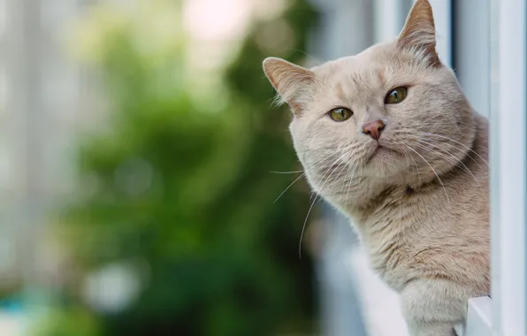 Кошка, кот, взгляд, морда, портрет, боке