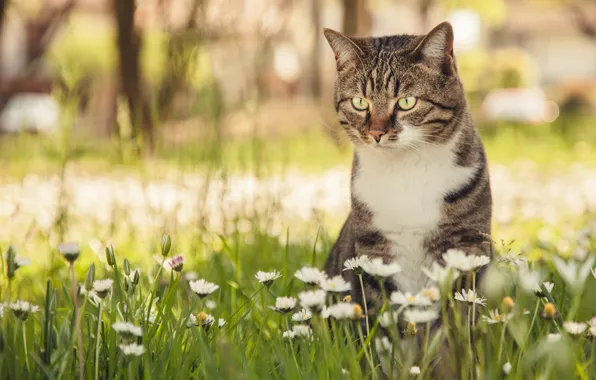 Картинка кошка, кот, цветы, боке, маргаритки