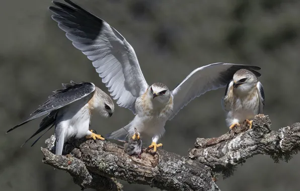 Картинка природа, птица, Nibbio bianco, Elanus caeruleus