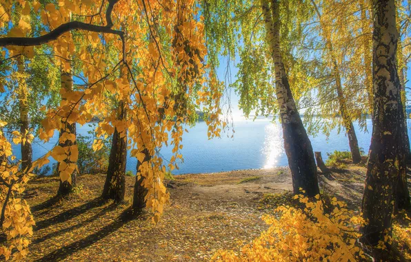 Осень, лес, солнце, свет, деревья, ветки, природа, озеро