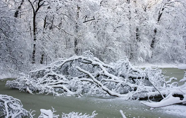 Картинка зима, снег, деревья, пейзаж, река, white, river, landscape